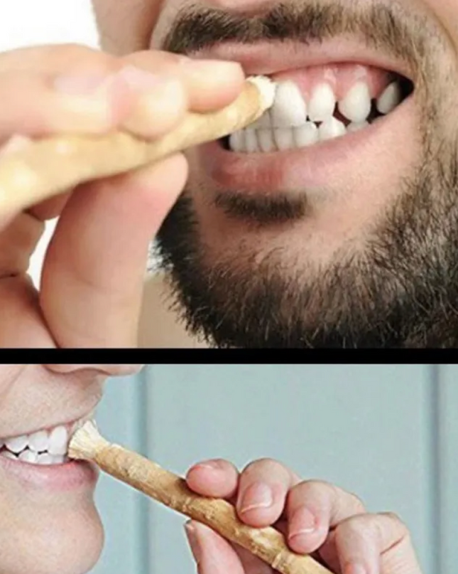 Miswak Tooth Cleaning Stick